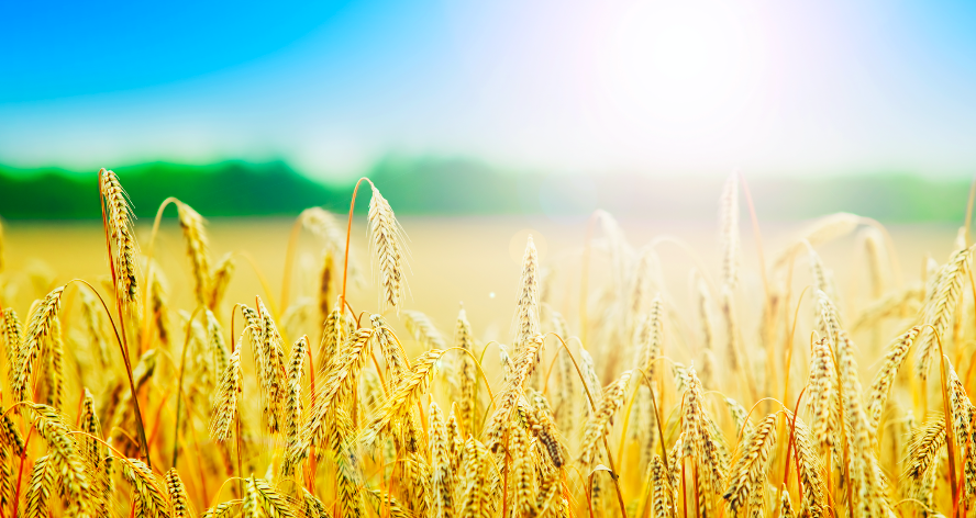 AMI I PRODOTTI A BASE DI GRANO MA TEMI I CARBOIDRATI? SCOPRI LA SOLUZIONE SEMPLICE E DEFINITIVA AL TUO PROBLEMA!