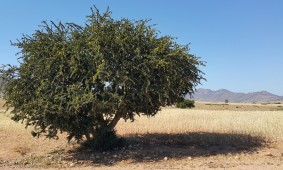 ARGAN, L’ELISIR DI BELLEZZA DEL CORPO